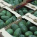 El aguacate Hass de Guatemala ya se vende en Taiwán