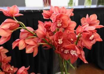 Exportaciones de flores de Guatemala crecerían 2 % en 2026