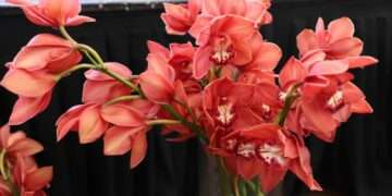 Exportaciones de flores de Guatemala crecerían 2 % en 2026