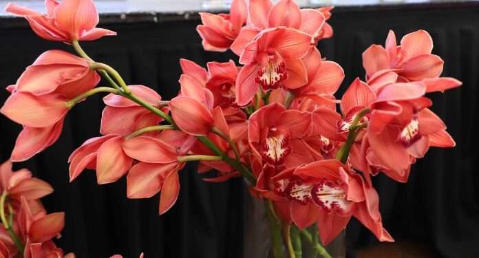 Exportaciones de flores de Guatemala crecerían 2 % en 2026