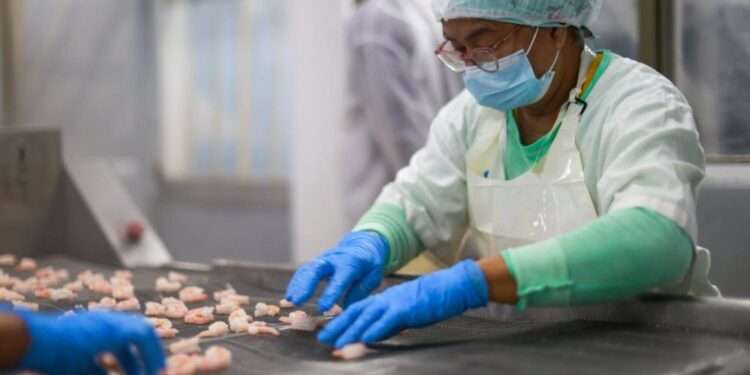 Exportaciones de Panamá alcanzan su mayor nivel en 16 años y superan los $980 millones