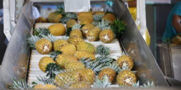 Panamá enviará primer contenedor de piña a Canadá bajo programa del TLC