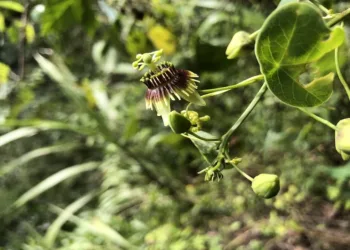 Redescubren en Guatemala planta extinta hace 135 años
