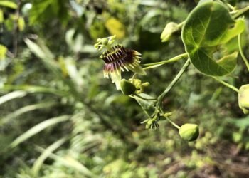 Redescubren en Guatemala planta extinta hace 135 años
