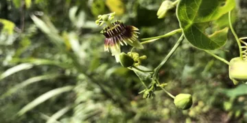 Redescubren en Guatemala planta extinta hace 135 años
