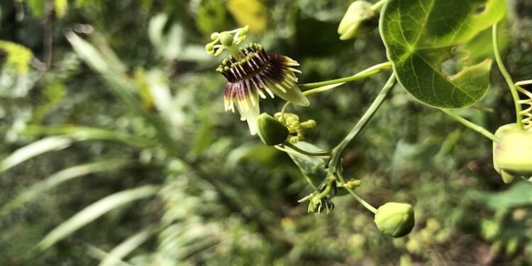 Redescubren en Guatemala planta extinta hace 135 años