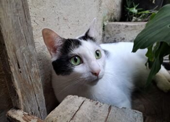 Alerta en la región por aumento de casos de mortal virus que afecta el sistema digestivo de los gatos