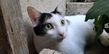 Alerta en la región por aumento de casos de mortal virus que afecta el sistema digestivo de los gatos