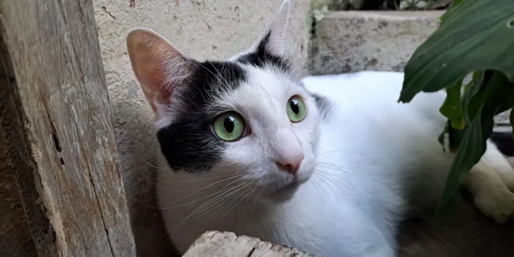 Alerta en la región por aumento de casos de mortal virus que afecta el sistema digestivo de los gatos