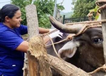 El Salvador amplía por seis años la emergencia por gusano barrenador, pero no actualiza cifras oficiales