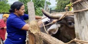 El Salvador amplía por seis años la emergencia por gusano barrenador, pero no actualiza cifras oficiales