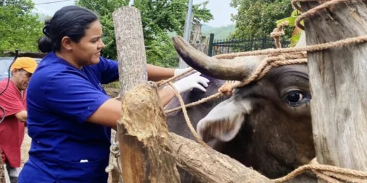 El Salvador amplía por seis años la emergencia por gusano barrenador, pero no actualiza cifras oficiales