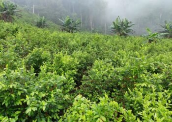 Centroamérica podría convertirse en nueva zona de cultivo de coca: 47 % del norte reúne condiciones, advierte la ONU