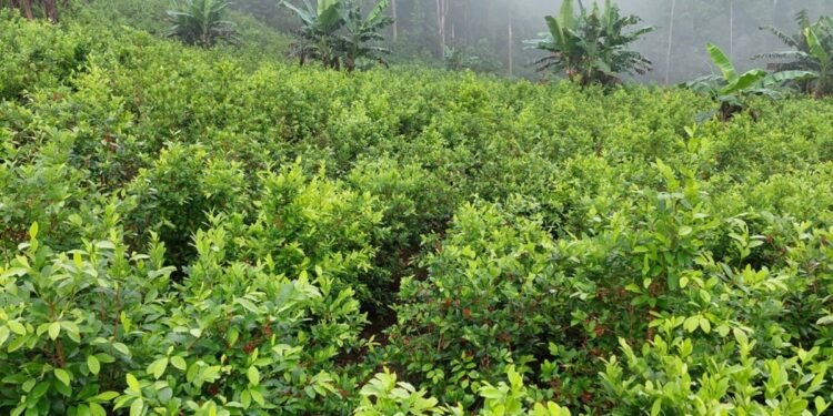 Centroamérica podría convertirse en nueva zona de cultivo de coca: 47 % del norte reúne condiciones, advierte la ONU