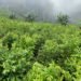 Centroamérica podría convertirse en nueva zona de cultivo de coca: 47 % del norte reúne condiciones, advierte la ONU