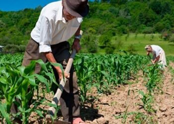 Guatemala en alerta: lluvias intensas y temperaturas de hasta 35 °C ponen en riesgo cultivos en 186 municipios