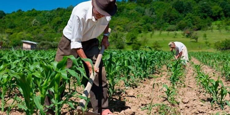Guatemala en alerta: lluvias intensas y temperaturas de hasta 35 °C ponen en riesgo cultivos en 186 municipios