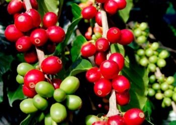 El Salvador ha perdido más de la mitad de sus cultivos de café en casi dos décadas