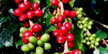 El Salvador ha perdido más de la mitad de sus cultivos de café en casi dos décadas