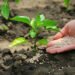 Guatemala enfrenta presión en el agro: fertilizantes suben hasta 73% por conflicto en Medio Oriente