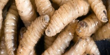 Guatemala supera los 4 mil casos de gusano barrenador y advierten aumento por el calor