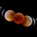 Eclipse lunar total del 3 de marzo de 2026 será visible en Centroamérica: horarios, fases y cómo ver la luna de sangre