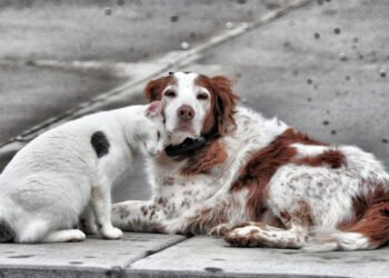 Honduras presenta proyecto de ley para esterilizar animales callejeros y reducir el abandono de perros y gatos