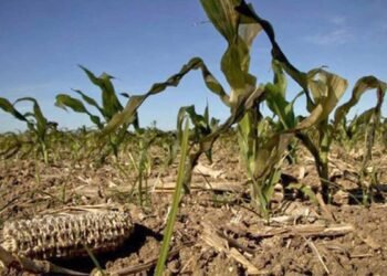 PMA activa plan por sequía en Corredor Seco centroamericano