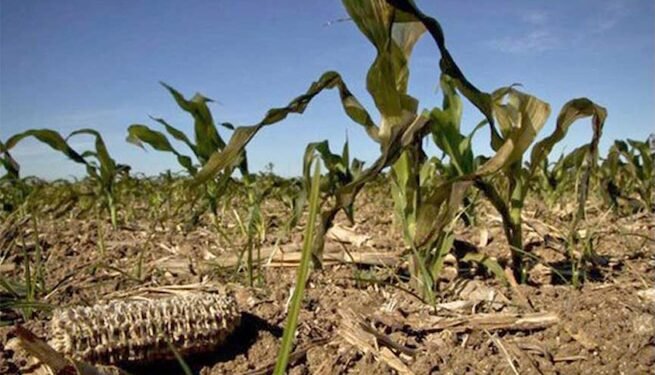 PMA activa plan por sequía en Corredor Seco centroamericano