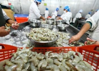 Producción de camarón de cultivo cayó a niveles de hace dos décadas en Nicaragua pese a las promesas de TLC con China