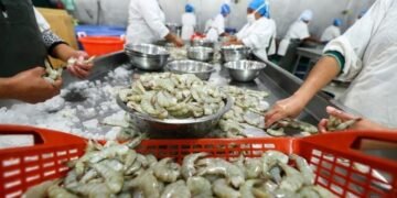 Producción de camarón de cultivo cayó a niveles de hace dos décadas en Nicaragua pese a las promesas de TLC con China