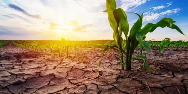 Informe revela que perturbaciones climáticas influencian en la migración de centroamericanos hacia Estados Unidos