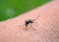 Costa Rica confirma tercer caso de chikungunya en 2026 tras casi una década sin circulación activa del virus