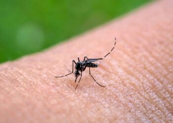 Costa Rica confirma tercer caso de chikungunya en 2026 tras casi una década sin circulación activa del virus