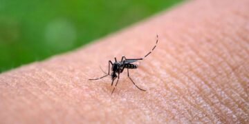 Costa Rica confirma tercer caso de chikungunya en 2026 tras casi una década sin circulación activa del virus