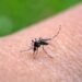 Costa Rica confirma tercer caso de chikungunya en 2026 tras casi una década sin circulación activa del virus
