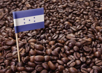 Exportaciones de café hondureño crecieron 29.6 % en marzo