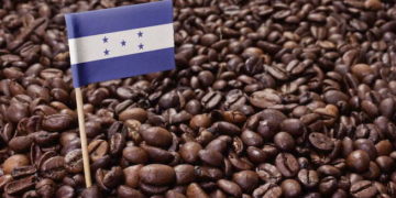 Exportaciones de café hondureño crecieron 29.6 % en marzo