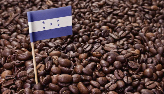 Exportaciones de café hondureño crecieron 29.6 % en marzo
