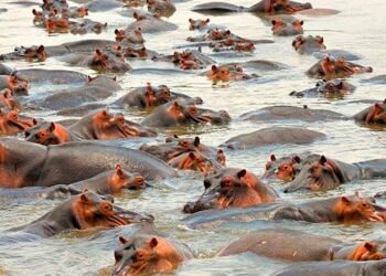 Gobierno de Colombia anuncia sacrificio de hipopótamos para frenar especie invasora y proteger biodiversidad