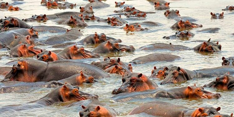 Gobierno de Colombia anuncia sacrificio de hipopótamos para frenar especie invasora y proteger biodiversidad