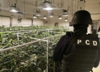 Uno de cada cinco costarricenses ha consumido marihuana alguna vez en su vida