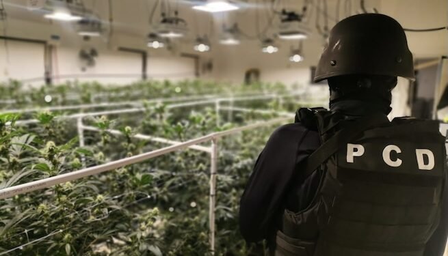 Uno de cada cinco costarricenses ha consumido marihuana alguna vez en su vida