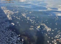 Autoridades guatemaltecas investigan mortandad de peces en Puerto Barrios