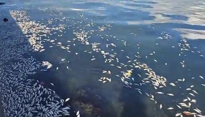 Autoridades guatemaltecas investigan mortandad de peces en Puerto Barrios