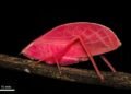 Revelan en Panamá el hallazgo de un insecto rosa capaz de cambiar de color en días