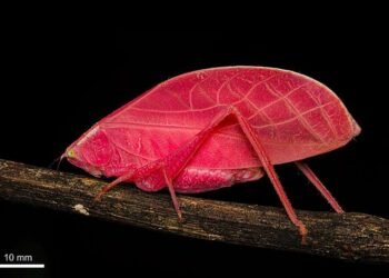 Revelan en Panamá el hallazgo de un insecto rosa capaz de cambiar de color en días