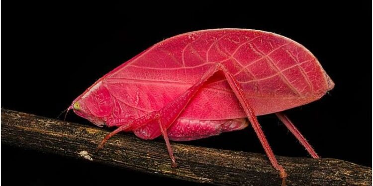 Revelan en Panamá el hallazgo de un insecto rosa capaz de cambiar de color en días