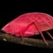 Revelan en Panamá el hallazgo de un insecto rosa capaz de cambiar de color en días