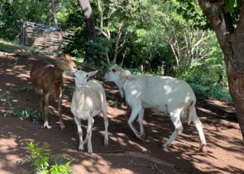 Productores panameños dicen no cederán a presiones de Costa Rica para el ingreso de lácteos ante incumplimiento
